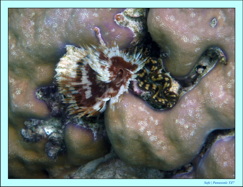 2009   07   Matakin 45